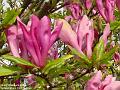 2004-0416Magnolie